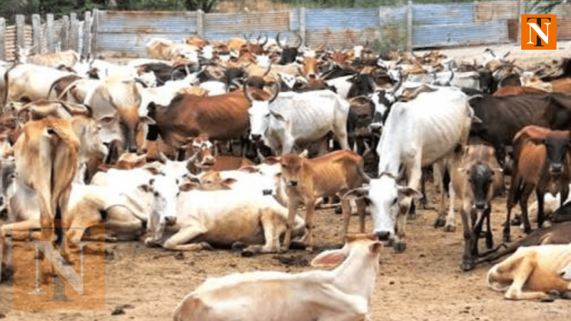 Nagpur Raids: Police Save 32 Cows from Illegal Slaughter